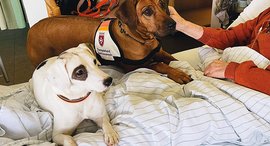 Zwei Therapiehunde der Hunsrück Klinik liegen auf dem Bett eines Patienten